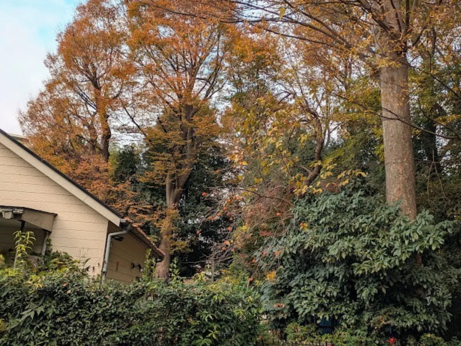 秋の住宅街の風景